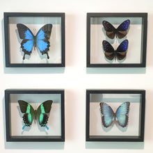 FRAMED BUTTERFLY - Papilio Ulysses
