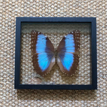 FRAMED BUTTERFLY - Morpho Achilles