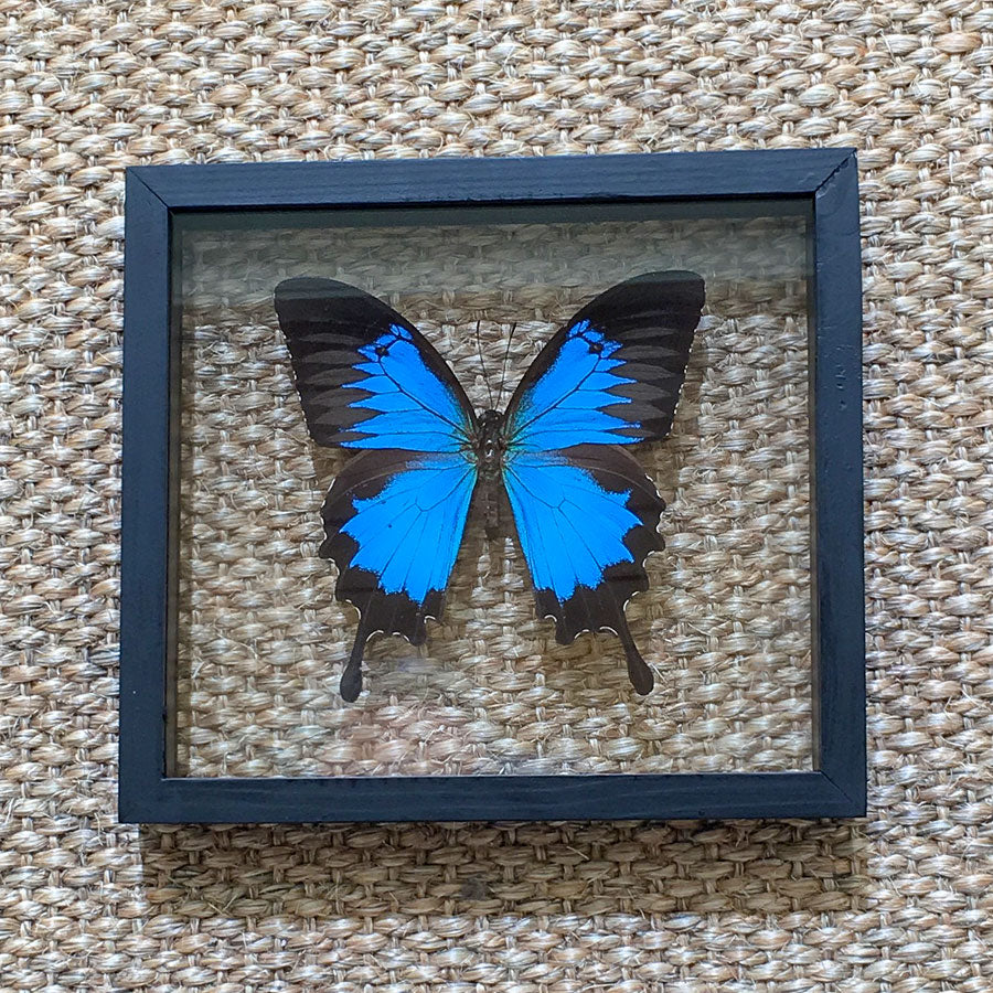 FRAMED BUTTERFLY - Papilio Ulysses
