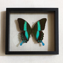 FRAMED BUTTERFLY - Papilio Blumei