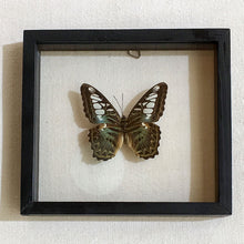 FRAMED BUTTERFLY - Parthenos Sylvia Apicalis