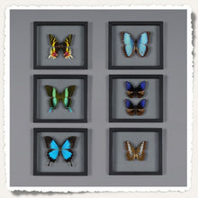 FRAMED BUTTERFLY - Morpho Achilles