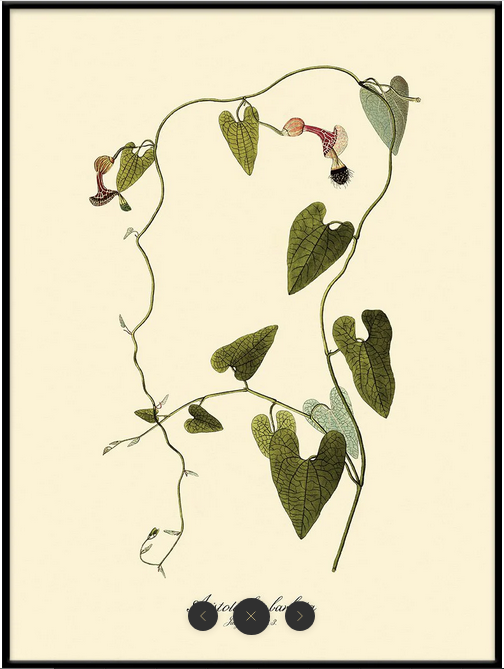 Black Framed Botanical Prints