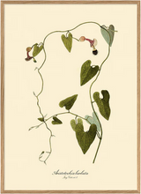 Oak Framed Botanical Prints