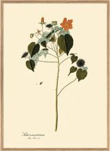 Oak Framed Botanical Prints