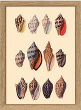 Oak Framed Shells