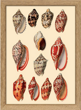Oak Framed Shells