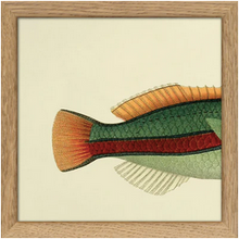 Small Prints 15 x 15cm Framed (FISH)